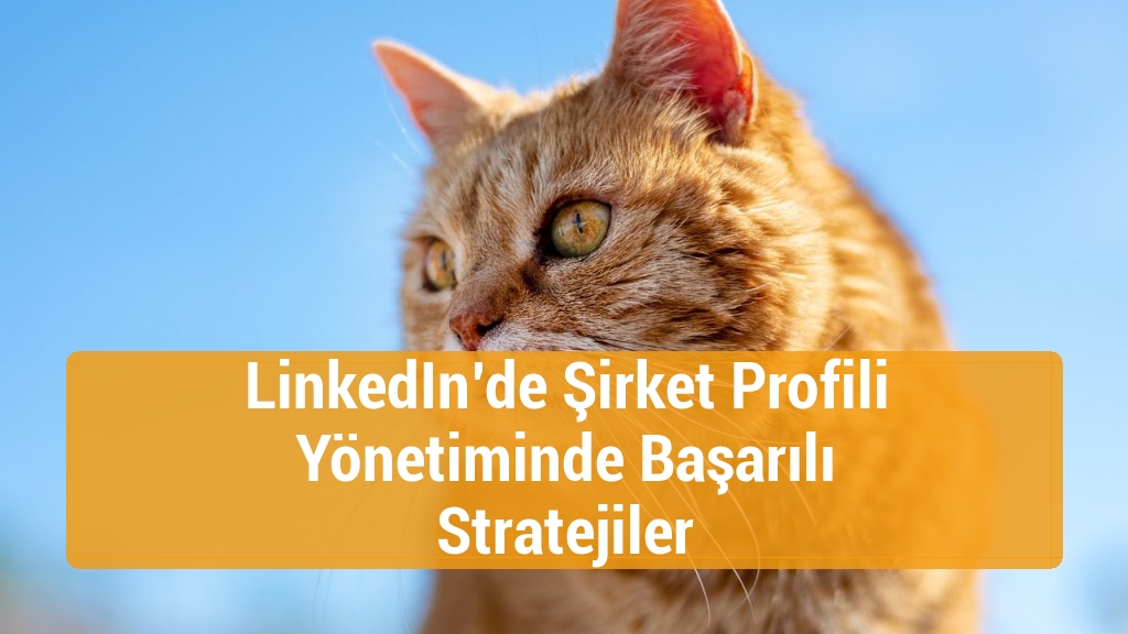 LinkedIn’de Şirket Profili Yönetiminde Başarılı Stratejiler