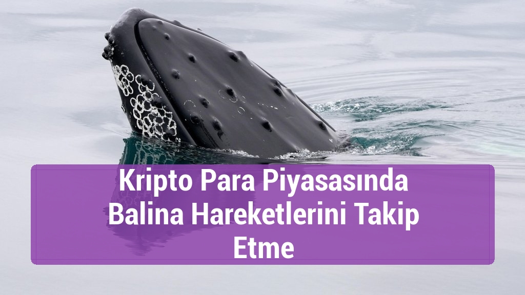 Kripto Para Piyasasında Balina Hareketlerini Takip Etme