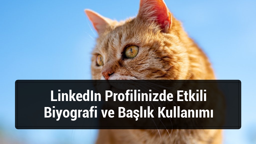 LinkedIn Profilinizde Etkili Biyografi ve Başlık Kullanımı