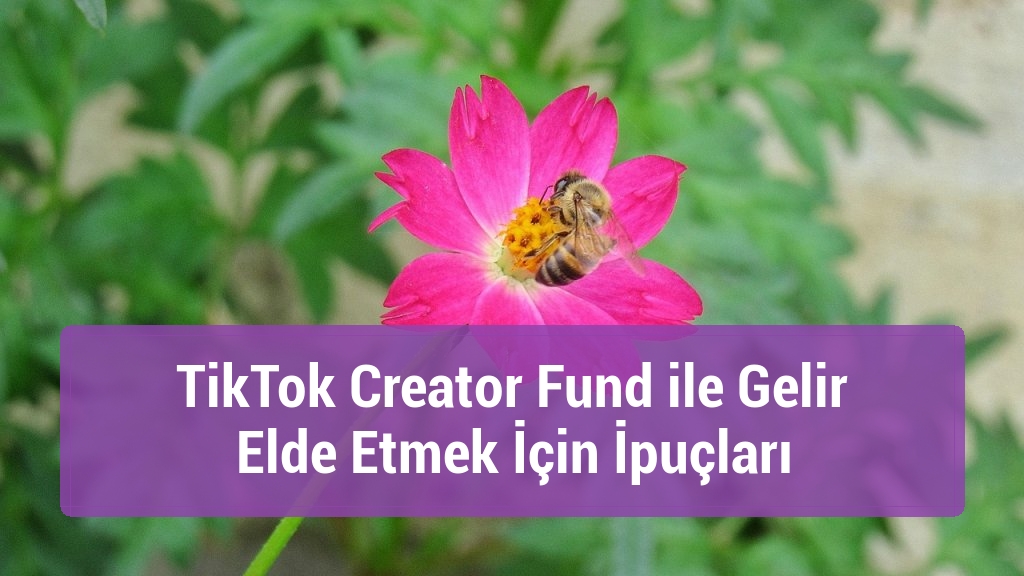 TikTok Creator Fund ile Gelir Elde Etmek İçin İpuçları