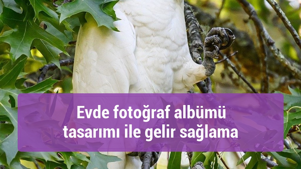 Evde fotoğraf albümü tasarımı ile gelir sağlama