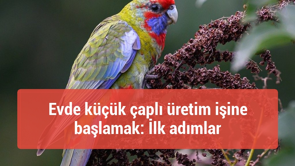 Evde küçük çaplı üretim işine başlamak: İlk adımlar