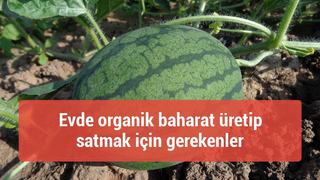Evde organik baharat üretip satmak için gerekenler