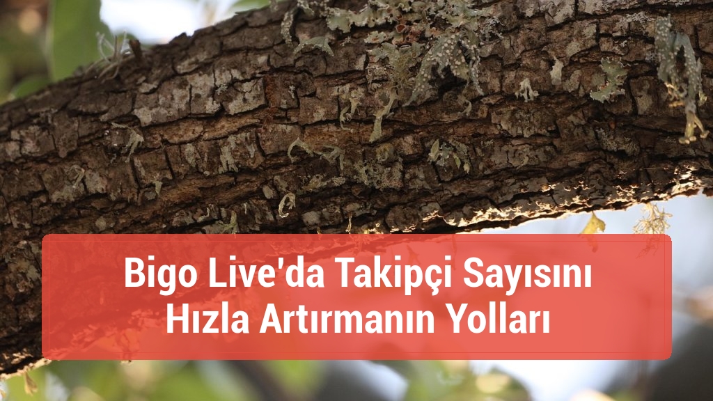 Bigo Live’da Takipçi Sayısını Hızla Artırmanın Yolları