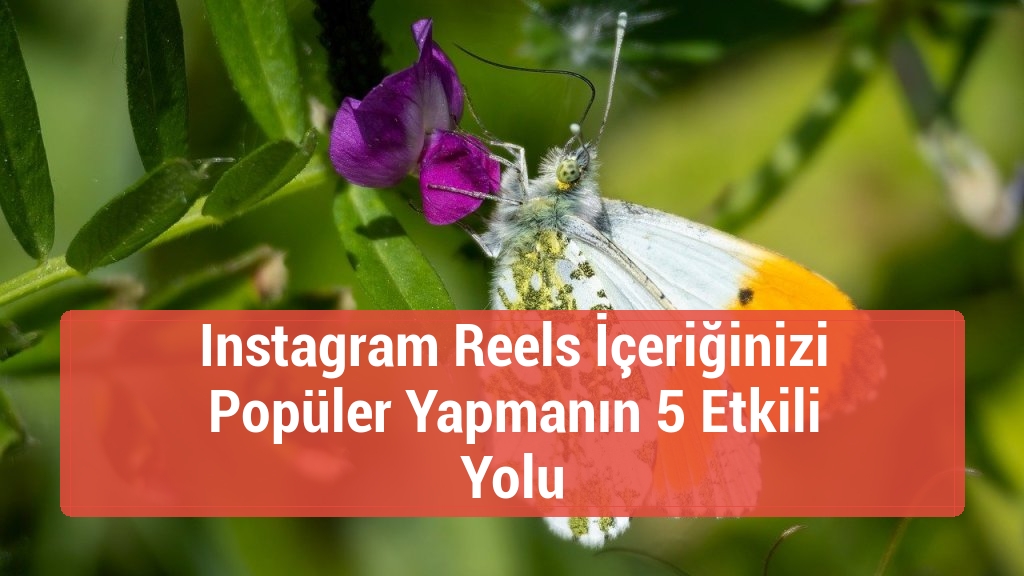 Instagram Reels İçeriğinizi Popüler Yapmanın 5 Etkili Yolu