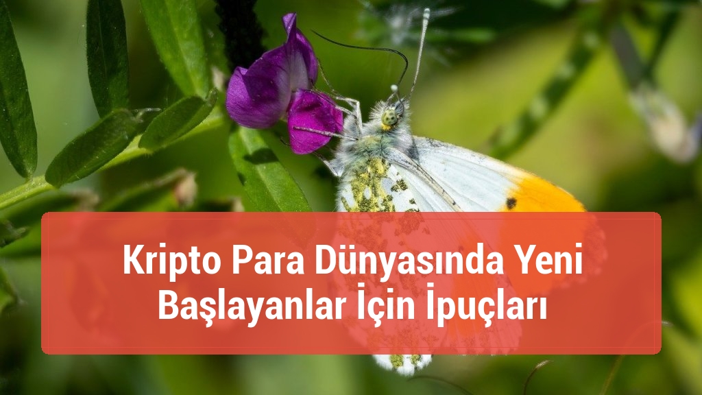 Kripto Para Dünyasında Yeni Başlayanlar İçin İpuçları