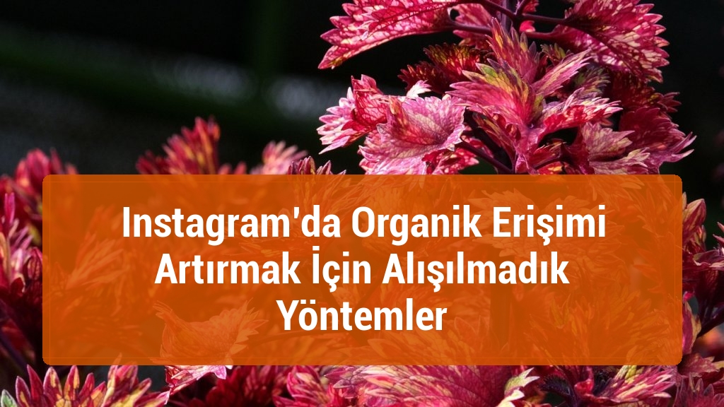 Instagram’da Organik Erişimi Artırmak İçin Alışılmadık Yöntemler