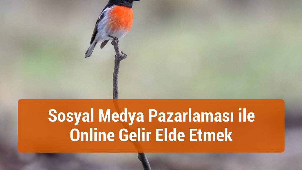 Sosyal Medya Pazarlaması ile Online Gelir Elde Etmek