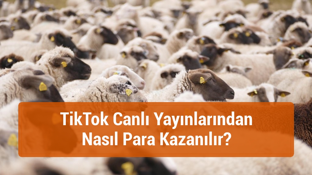 TikTok Canlı Yayınlarından Nasıl Para Kazanılır?