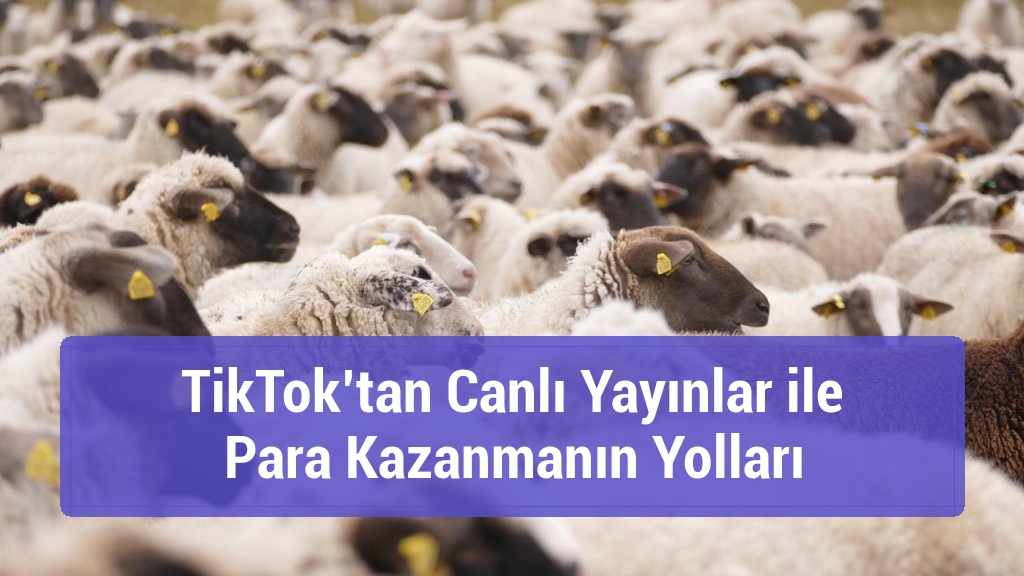 TikTok’tan Canlı Yayınlar ile Para Kazanmanın Yolları
