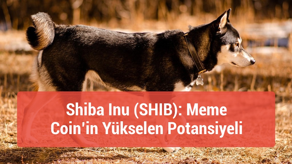Shiba Inu (SHIB): Meme Coin’in Yükselen Potansiyeli