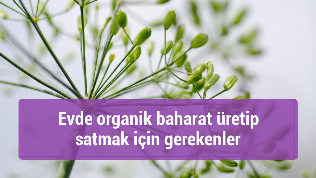 Evde organik baharat üretip satmak için gerekenler