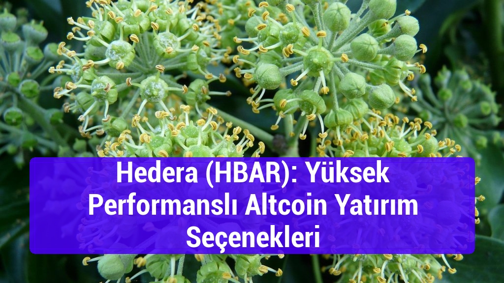 Hedera (HBAR): Yüksek Performanslı Altcoin Yatırım Seçenekleri