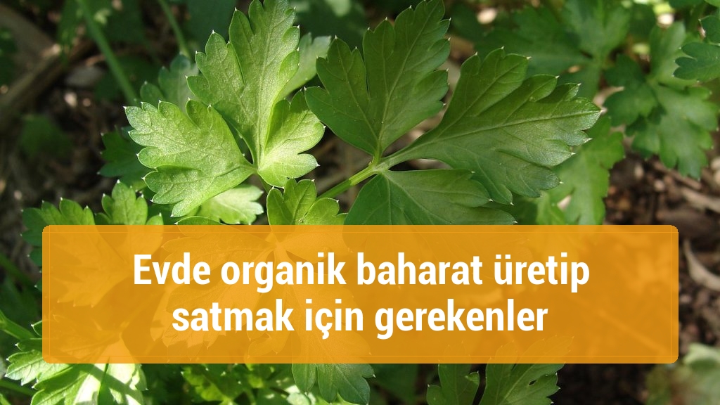 Evde organik baharat üretip satmak için gerekenler